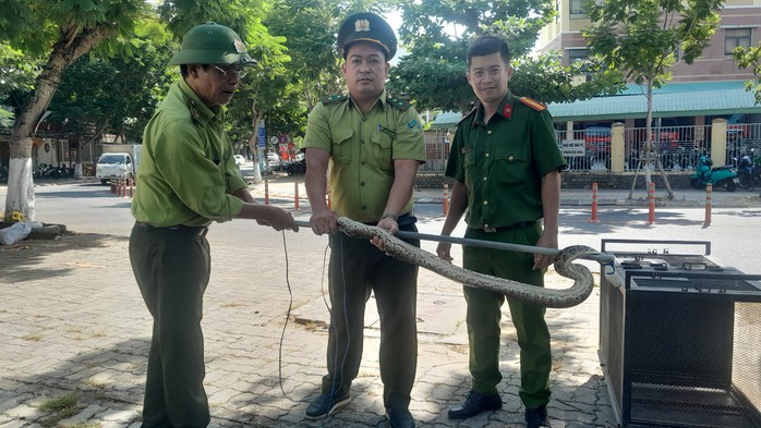 Đi hóng mát, tá hỏa phát hiện trăn đất 5 kg giữa trung tâm Đà Nẵng- Ảnh 2. Đi hóng mát, tá hỏa phát hiện trăn đất 5 kg giữa trung tâm Đà Nẵng- Ảnh 2.