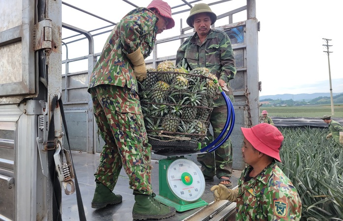 Nông dân "đội nắng" hái dứa kiếm 300.000-500.000/ngày- Ảnh 9. Nông dân "đội nắng" hái dứa kiếm 300.000-500.000/ngày- Ảnh 9.