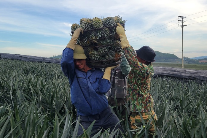 Nông dân "đội nắng" hái dứa kiếm 300.000-500.000/ngày- Ảnh 5. Nông dân "đội nắng" hái dứa kiếm 300.000-500.000/ngày- Ảnh 5.