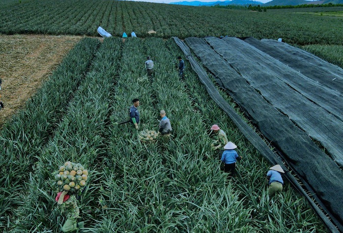 Nông dân "đội nắng" hái dứa kiếm 300.000-500.000/ngày- Ảnh 3. Nông dân "đội nắng" hái dứa kiếm 300.000-500.000/ngày- Ảnh 3.