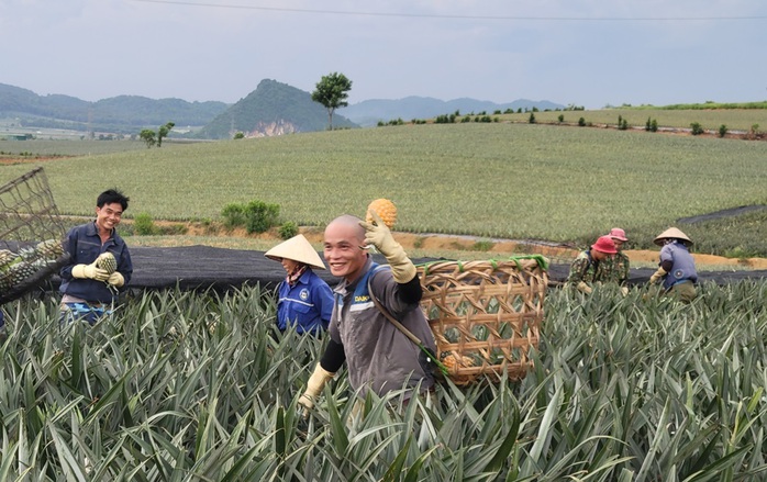 Nông dân "đội nắng" hái dứa kiếm 300.000-500.000/ngày- Ảnh 11. Nông dân "đội nắng" hái dứa kiếm 300.000-500.000/ngày- Ảnh 11.