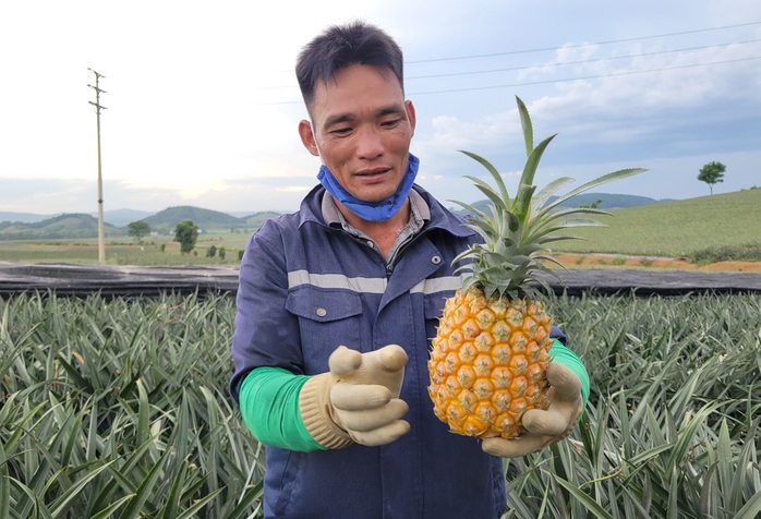 Nông dân "đội nắng" hái dứa kiếm 300.000-500.000/ngày- Ảnh 12. Nông dân "đội nắng" hái dứa kiếm 300.000-500.000/ngày- Ảnh 12.