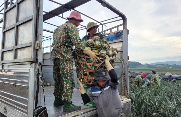 Nông dân "đội nắng" hái dứa kiếm 300.000-500.000/ngày- Ảnh 7. Nông dân "đội nắng" hái dứa kiếm 300.000-500.000/ngày- Ảnh 7.