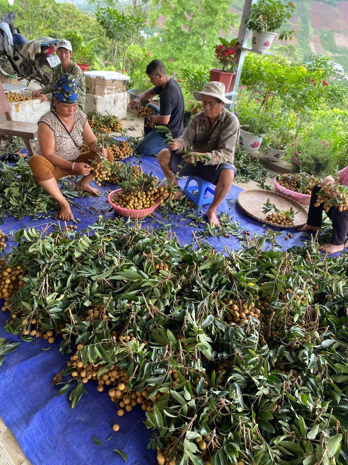 Giá nhãn Sơn La tăng kỷ lục lên hơn 50 ngàn đồng/kg- Ảnh 1. Giá nhãn Sơn La tăng kỷ lục lên hơn 50 ngàn đồng/kg- Ảnh 1.