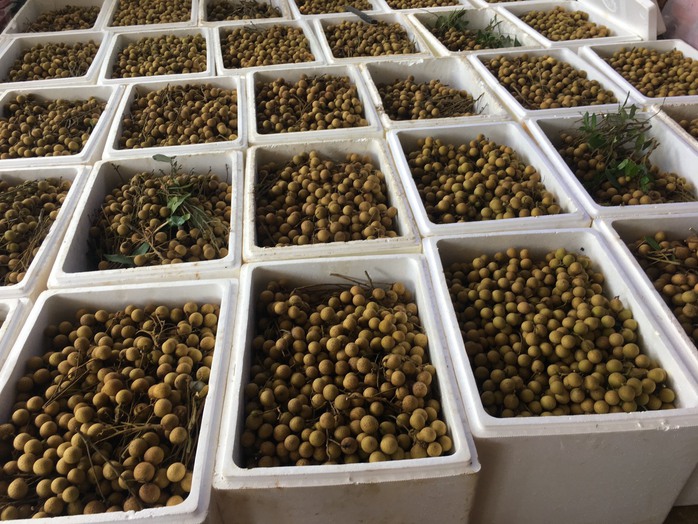 Giá nhãn Sơn La tăng kỷ lục lên hơn 50 ngàn đồng/kg- Ảnh 3. Giá nhãn Sơn La tăng kỷ lục lên hơn 50 ngàn đồng/kg- Ảnh 3.