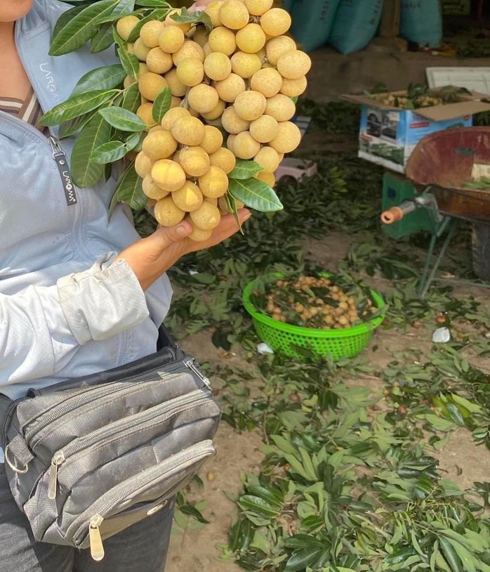 Giá nhãn Sơn La tăng kỷ lục lên hơn 50 ngàn đồng/kg- Ảnh 4. Giá nhãn Sơn La tăng kỷ lục lên hơn 50 ngàn đồng/kg- Ảnh 4.