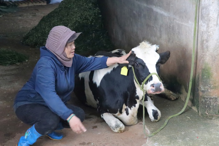 Vắc-xin có ảnh hưởng việc hàng loạt bò sữa chết ở Lâm Đồng- Ảnh 1. Vắc-xin có ảnh hưởng việc hàng loạt bò sữa chết ở Lâm Đồng- Ảnh 1.
