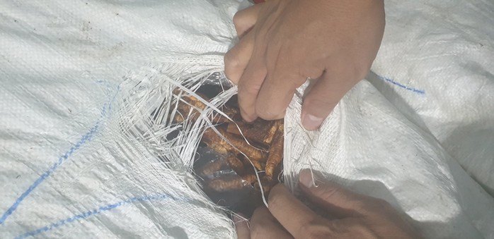 Bắt giữ gần 2 tấn chân gà, kinh hoàng nhiều bao tải chảy nước và bốc mùi thối- Ảnh 1. Bắt giữ gần 2 tấn chân gà, kinh hoàng nhiều bao tải chảy nước và bốc mùi thối- Ảnh 1.