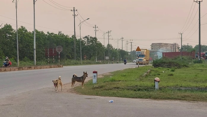 Đồng Nai: Nhiều người bị chó dại cắn khi đang tập thể dục- Ảnh 1. Đồng Nai: Nhiều người bị chó dại cắn khi đang tập thể dục- Ảnh 1.