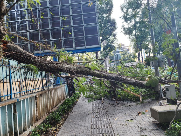 Cây tét nhánh rơi ở giao lộ trung tâm TP HCM- Ảnh 2. Cây tét nhánh rơi ở giao lộ trung tâm TP HCM- Ảnh 2.