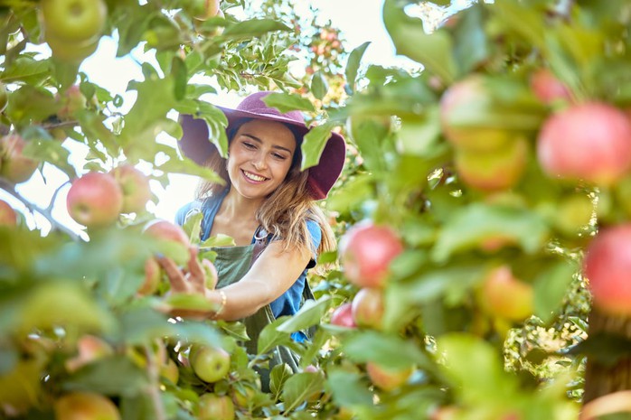 Cơ hội sang New Zealand làm thời vụ thu nhập 3,5 triệu đồng/ngày- Ảnh 1. Cơ hội sang New Zealand làm thời vụ thu nhập 3,5 triệu đồng/ngày- Ảnh 1.