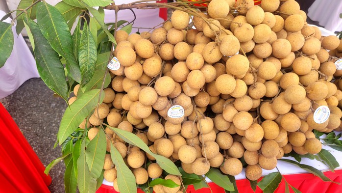 Một loại quả tiến vua của Hưng Yên giá cao chót vót- Ảnh 2. Một loại quả tiến vua của Hưng Yên giá cao chót vót- Ảnh 2.