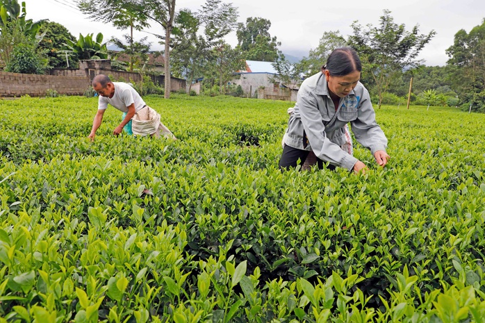 Chính sách tín dụng xã hội: Công cụ hữu hiệu xoá nghèo và tạo sinh kế- Ảnh 2. Chính sách tín dụng xã hội: Công cụ hữu hiệu xoá nghèo và tạo sinh kế- Ảnh 2.