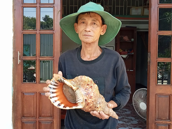 Ốc tù và quý hiếm xuất hiện ở Cù Lao Chàm sau hàng chục năm- Ảnh 1. Ốc tù và quý hiếm xuất hiện ở Cù Lao Chàm sau hàng chục năm- Ảnh 1.