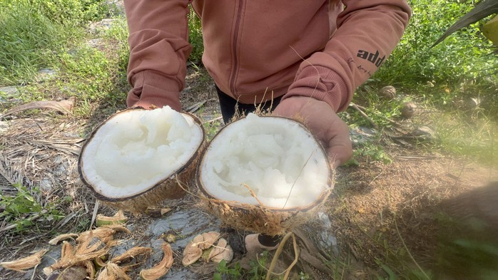 Dừa sáp là một đặc sản nổi tiếng ở Trà Vinh, cho giá trị kinh tế cao Dừa sáp là một đặc sản nổi tiếng ở Trà Vinh, cho giá trị kinh tế cao