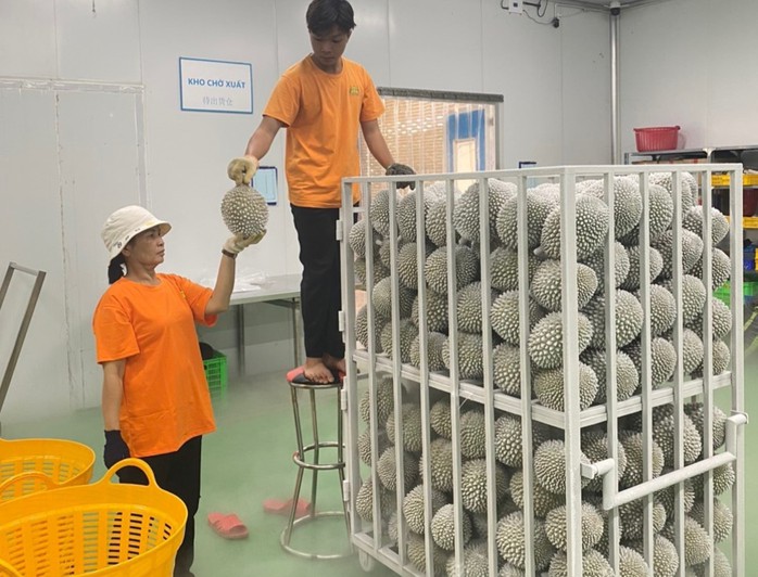Sầu riêng đông lạnh nguyên trái Ảnh: AN NA Sầu riêng đông lạnh nguyên trái Ảnh: AN NA