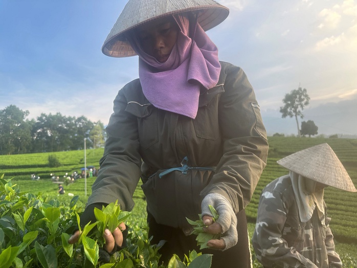 Với 15 năm kinh nghiệm trồng chè, chị Hoàng Thị Lương vừa thoăn thoắt hái chè vừa tiết lộ bí quyết chăm sóc vườn đạt chất lượng cao Với 15 năm kinh nghiệm trồng chè, chị Hoàng Thị Lương vừa thoăn thoắt hái chè vừa tiết lộ bí quyết chăm sóc vườn đạt chất lượng cao