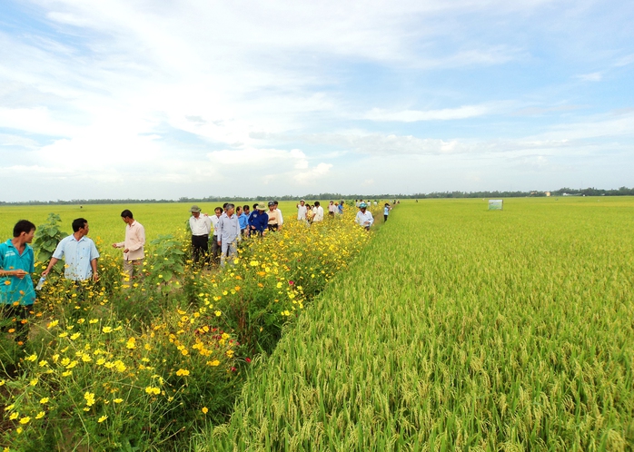 Trồng hoa chống sâu rầy- Ảnh 1. Trồng hoa chống sâu rầy- Ảnh 1.