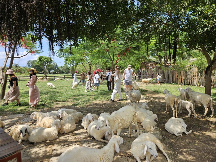 Những điểm đến gần khu vực TP HCM như Phan Thiết, Nha Trang... hút khách dịp lễ 2-9. Trong ảnh: Du khách tham quan Đồng Cừu Suối Tiên ở Ninh ThuậnẢnh: Lam Giang Những điểm đến gần khu vực TP HCM như Phan Thiết, Nha Trang... hút khách dịp lễ 2-9. Trong ảnh: Du khách tham quan Đồng Cừu Suối Tiên ở Ninh ThuậnẢnh: Lam Giang