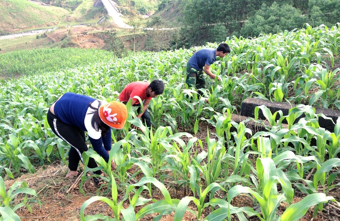 Nỗ lực đưa A Lưới thoát nghèo- Ảnh 2. Nỗ lực đưa A Lưới thoát nghèo- Ảnh 2.