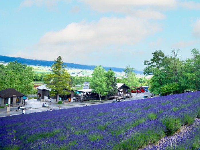 Sắc hoa oải hương ở Hokkaido - Nhật Bản Sắc hoa oải hương ở Hokkaido - Nhật Bản
