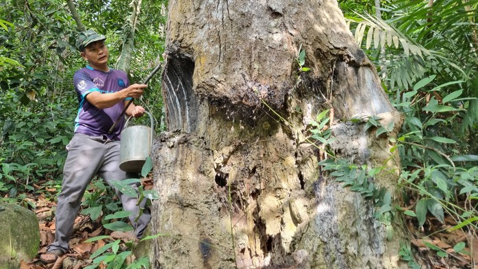 &Ocirc;ng Cao Thanh H&agrave; lấy nhựa dầu r&aacute;i tại v&ugrave;ng n&uacute;i Lớn