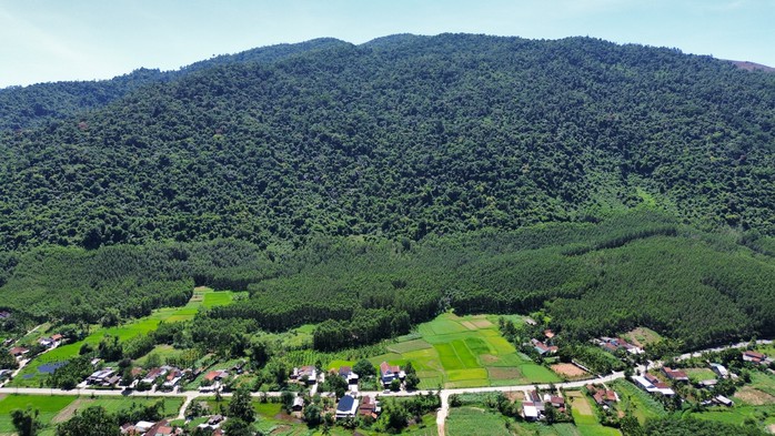 C&aacute;nh rừng dầu r&aacute;i bạt ng&agrave;n ở v&ugrave;ng n&uacute;i Lớn, tỉnh Quảng Ng&atilde;i