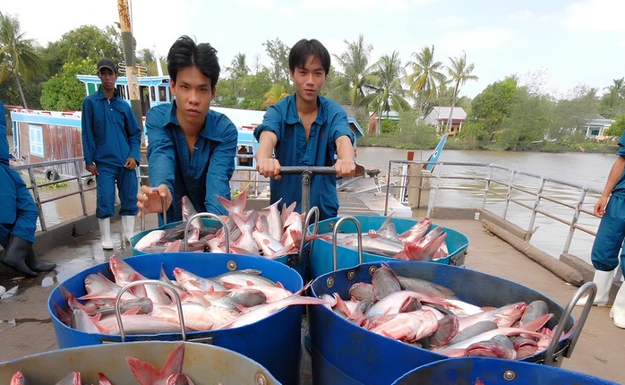 Ngành cá tra dần phục hồi- Ảnh 1. Ngành cá tra dần phục hồi- Ảnh 1.