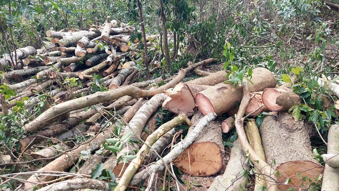 Cây tự nhiên bị triệt hạ hàng loạt ở xã Hướng Linh Cây tự nhiên bị triệt hạ hàng loạt ở xã Hướng Linh