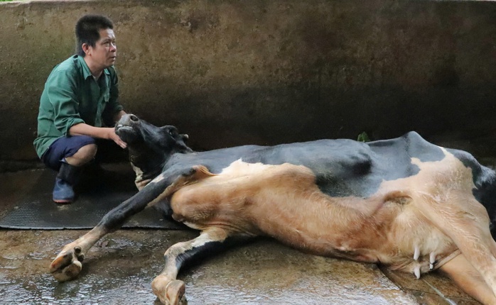 Lâm Đồng: Gần 70 con bò sữa chết bất thường sau khi tiêm vắc-xin- Ảnh 1. Lâm Đồng: Gần 70 tỷ lệ kèo nhà cái 88 bò sữa chết bất thường sau khi tiêm vắc-xin- Ảnh 1.