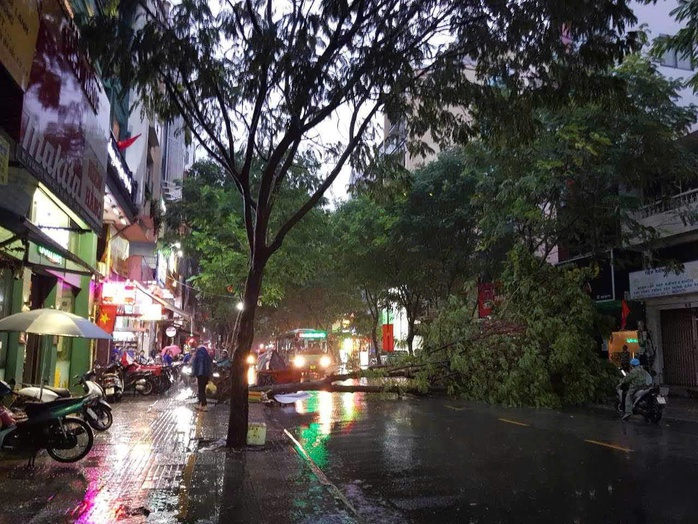 TP HCM: Mưa như trút nước, có cây ngã và nhiều tuyến đường ngập sâu- Ảnh 1. TP HCM: Mưa như trút nước, có cây ngã và nhiều tuyến đường ngập sâu- Ảnh 1.