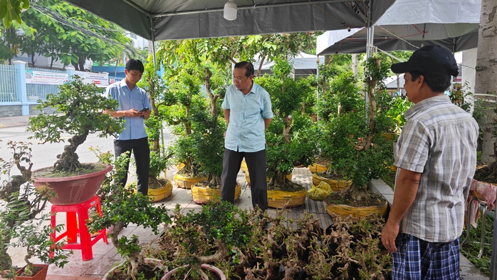 Cây bonsai, cá cảnh bình dân được chuộng- Ảnh 1. Cây bonsai, cá cảnh bình dân được chuộng- Ảnh 1.