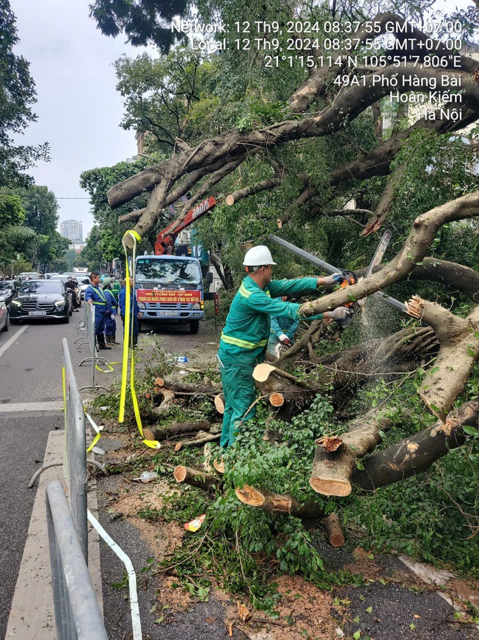 VIDEO: Đà Nẵng hỗ trợ Hà Nội xử lý cây xanh gãy đổ sau bão số 3- Ảnh 10. VIDEO: Đà Nẵng hỗ trợ Hà Nội xử lý cây xanh gãy đổ sau bão số 3- Ảnh 10.