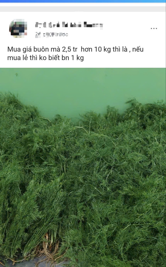 Giật mình giá rau, bí xanh đắt gấp đôi, thì là 250 ngàn đồng/kg dù nguồn cung bảo đảm- Ảnh 2. Giật mình giá rau, bí xanh đắt gấp đôi, thì là 250 ngàn đồng/kg dù nguồn cung bảo đảm- Ảnh 2.