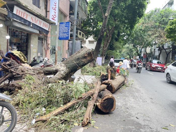 VIDEO: Đà Nẵng hỗ trợ Hà Nội xử lý cây xanh gãy đổ sau bão số 3- Ảnh 14. VIDEO: Đà Nẵng hỗ trợ Hà Nội xử lý cây xanh gãy đổ sau bão số 3- Ảnh 14.