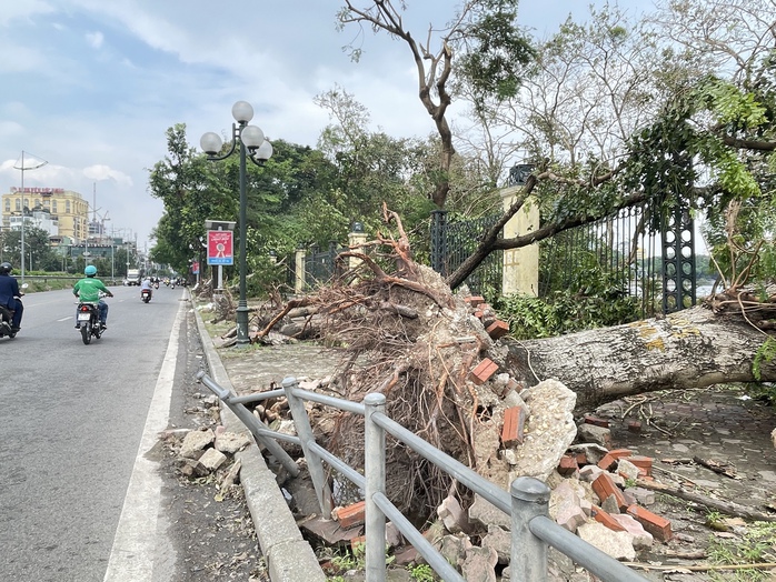 VIDEO: Đà Nẵng hỗ trợ Hà Nội xử lý cây xanh gãy đổ sau bão số 3- Ảnh 18. VIDEO: Đà Nẵng hỗ trợ Hà Nội xử lý cây xanh gãy đổ sau bão số 3- Ảnh 18.