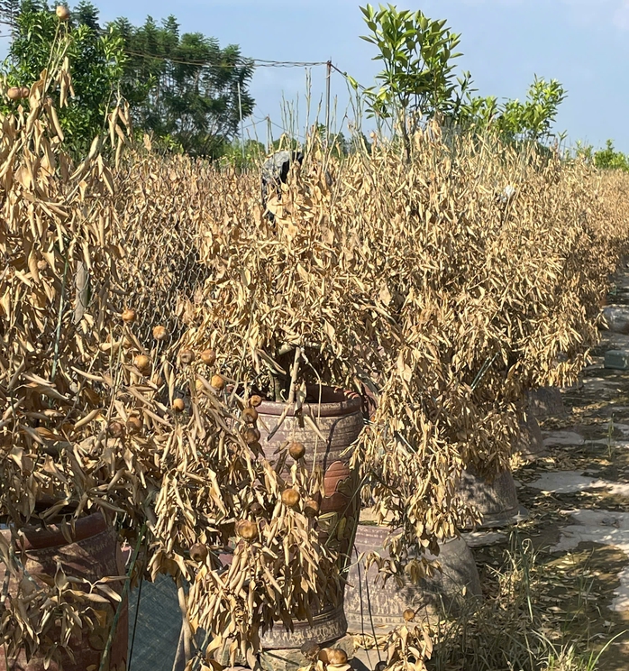 Đào Nhật Tân, quất Tứ Liên tan hoang sau bão- Ảnh 8. Đào Nhật Tân, quất Tứ Liên tan hoang sau bão- Ảnh 8.