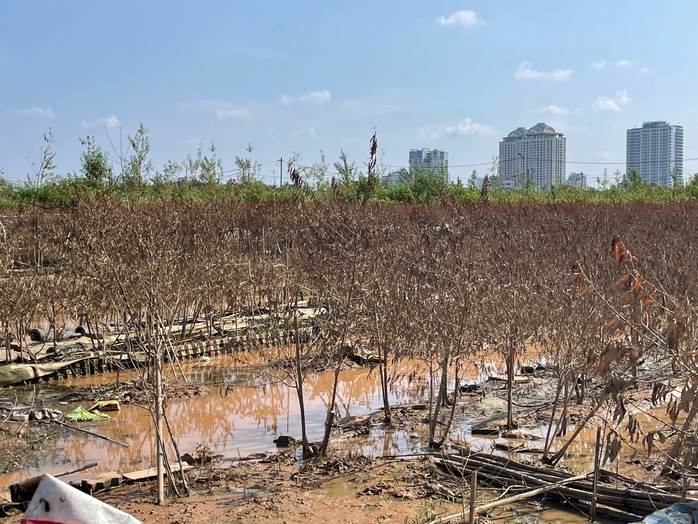 Đào Nhật Tân, quất Tứ Liên tan hoang sau bão- Ảnh 1. Đào Nhật Tân, quất Tứ Liên tan hoang sau bão- Ảnh 1.