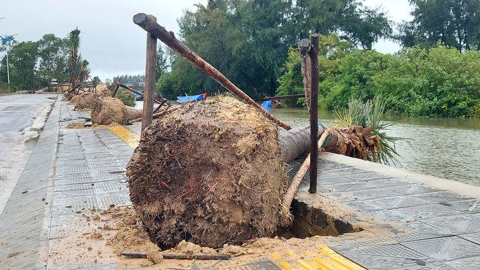 Bão số 4: Quảng Bình, Quảng Trị gấp rút sơ tán dân khỏi vùng nguy hiểm trước "giờ G"- Ảnh 5. Bão số 4: Quảng Bình, Quảng Trị gấp rút sơ tán dân khỏi vùng nguy hiểm trước "giờ G"- Ảnh 5.