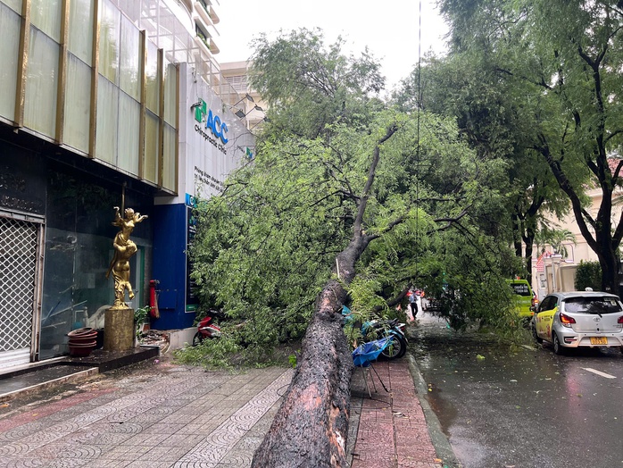 Cây xanh lâu năm bật gốc ở quận 1, đè hàng loạt xe máy - Ảnh 1. Cây xanh lâu năm bật gốc ở quận 1, đè hàng loạt xe máy - Ảnh 1.