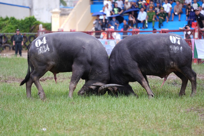 "Ông trâu" số 04 giành chức vô địch Lễ hội chọi trâu Đồ Sơn 2024- Ảnh 1. "Ông trâu" số 04 giành chức vô địch Lễ hội chọi trâu Đồ Sơn 2024- Ảnh 1.
