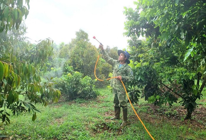 Anh Bùi Văn Dương (xã Ia Ka, huyện Chư Păh, tỉnh Gia Lai) chăm sóc khu vườn 2,7 ha của mình Anh Bùi Văn Dương (xã Ia Ka, huyện Chư Păh, tỉnh Gia Lai) chăm sóc khu vườn 2,7 ha của mình