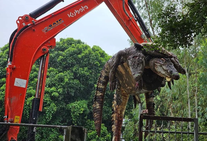 Thái Lan: Sợ cá sấu xổng chuồng khi lũ lụt, chủ trại "xử lý" cả đàn- Ảnh 1. Thái Lan: Sợ cá sấu xổng chuồng khi lũ lụt, chủ trại "xử lý" cả đàn- Ảnh 1.