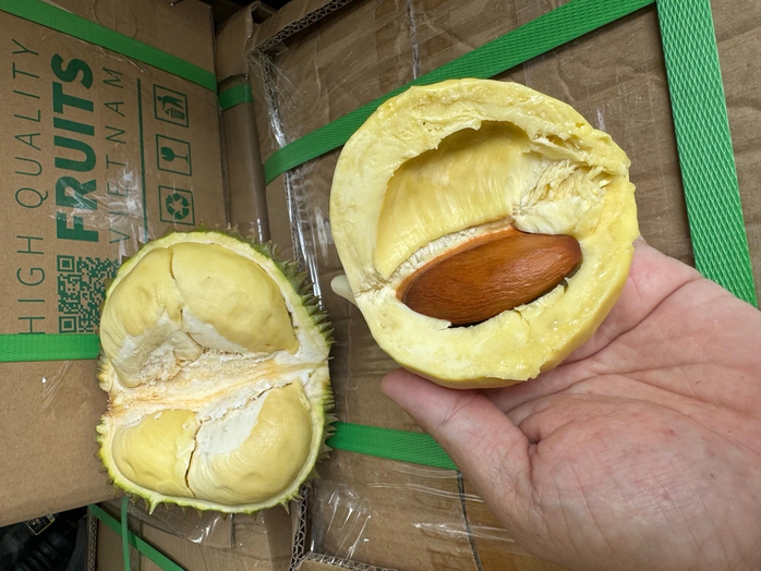 Loại sầu riêng chỉ bằng nắm tay nhưng hái tới đâu bán sạch tới đó- Ảnh 1. Loại sầu riêng chỉ bằng nắm tay nhưng hái tới đâu bán sạch tới đó- Ảnh 1.