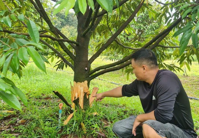 Khởi tố vụ phá hoại vườn sầu riêng ở Lâm Đồng- Ảnh 1. Khởi tố vụ phá hoại vườn sầu riêng ở Lâm Đồng- Ảnh 1.