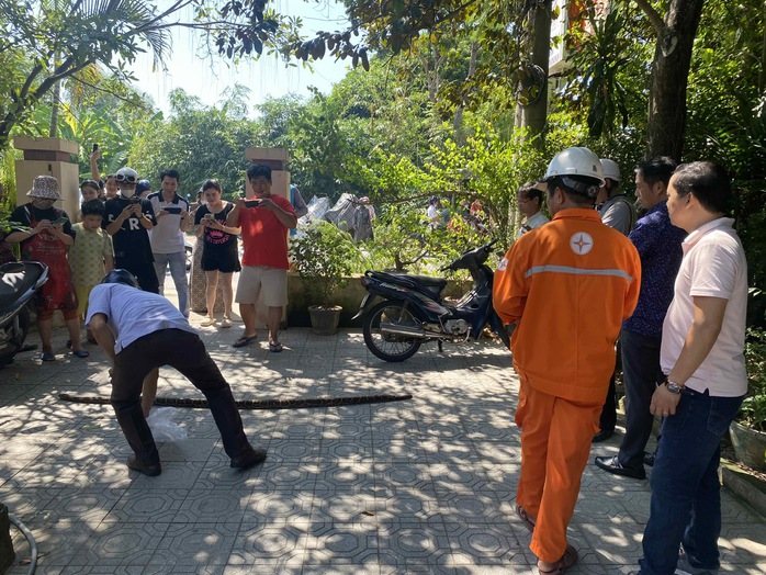 Thực hư hình ảnh con trăn leo trụ điện ở trung tâm TP Huế- Ảnh 2. Thực hư hình ảnh con trăn leo trụ điện ở trung tâm TP Huế- Ảnh 2.