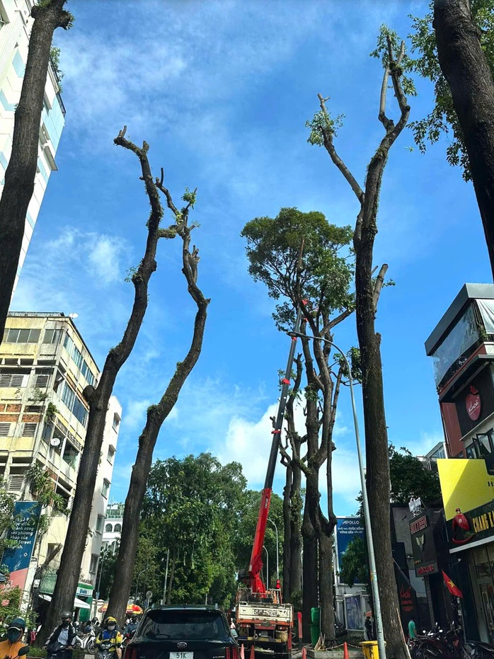 Sau nhiều sự cố, hàng loạt cây xanh lâu năm ở TP HCM bị cắt tỉa trơ trụi- Ảnh 8. Sau nhiều sự cố, hàng loạt cây xanh lâu năm ở TP HCM bị cắt tỉa trơ trụi- Ảnh 8.