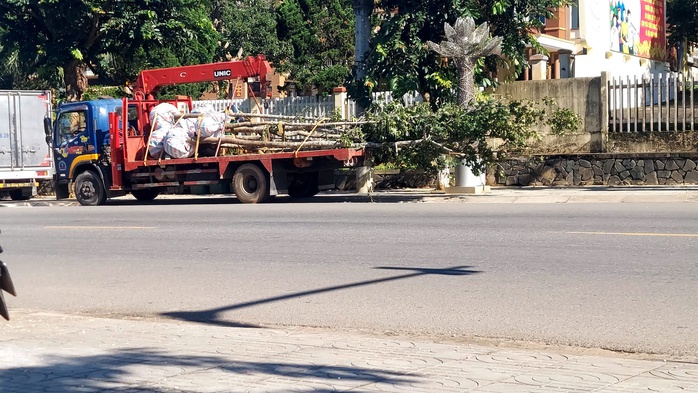 Bí mật sau những chuyến xe chở cây rừng ở Quảng Trị: Đã rõ trách nhiệm!- Ảnh 1. Bí mật sau những chuyến xe chở cây rừng ở Quảng Trị: Đã rõ trách nhiệm!- Ảnh 1.