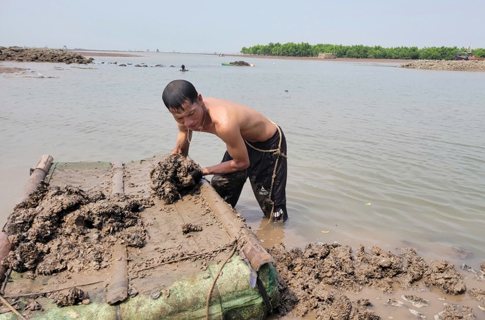 Ngư dân hối hả thu hoạch ngao chạy siêu bão Yagi- Ảnh 7. Ngư dân hối hả thu hoạch ngao chạy siêu bão Yagi- Ảnh 7.