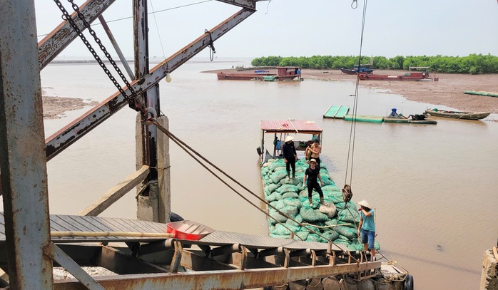 Ngư dân hối hả thu hoạch ngao chạy siêu bão Yagi- Ảnh 1. Ngư dân hối hả thu hoạch ngao chạy siêu bão Yagi- Ảnh 1.